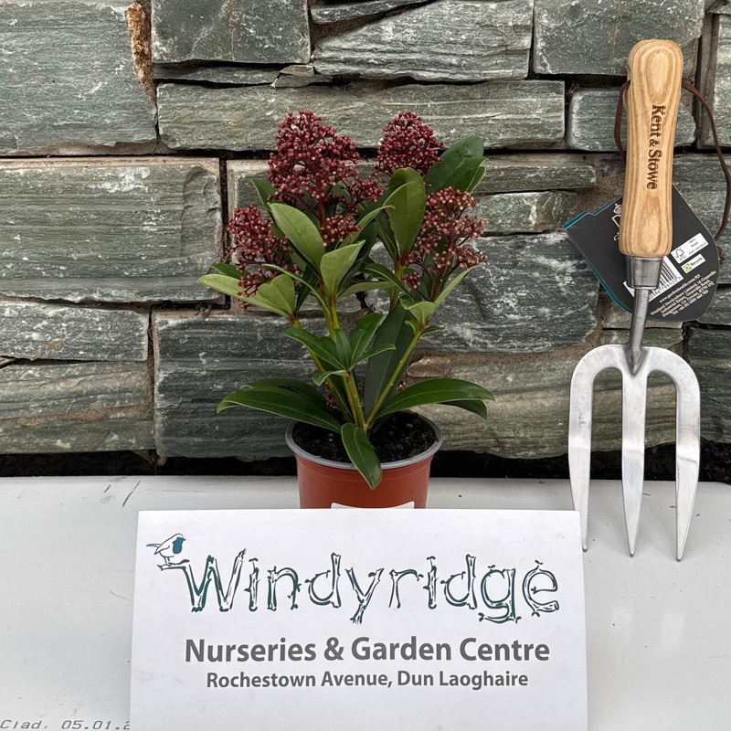 Skimmia jap. Rubella P9