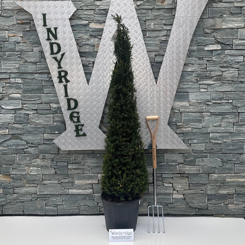 Taxus baccata 125-150 CM Pyr c35