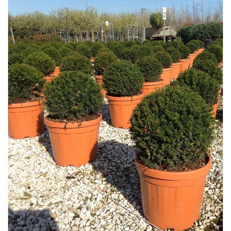 Taxus baccata 40-45 CM BOL D12