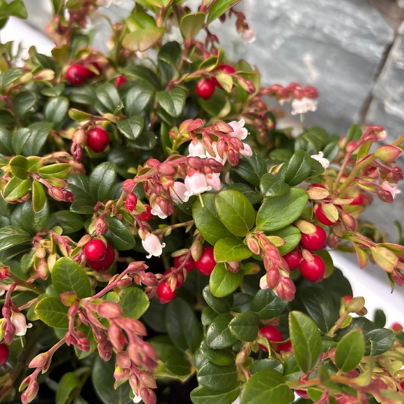 Vaccinium vitis-idaea Fireballs  2 Ltr pot