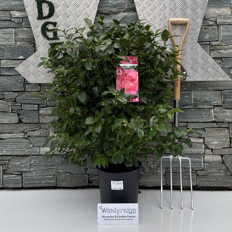 Camellia jap. Marie Bracey C10