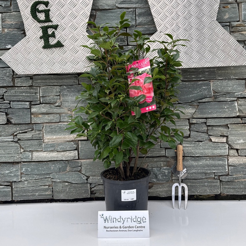 Camellia jap. Marie Bracey C6,5
