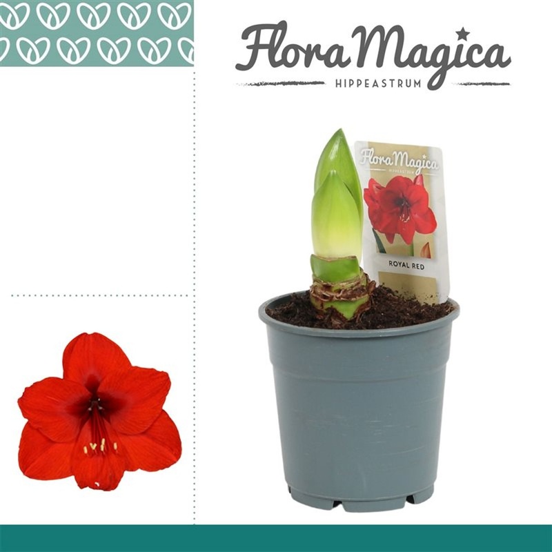 Hippeastrum red  P12, 2 buds