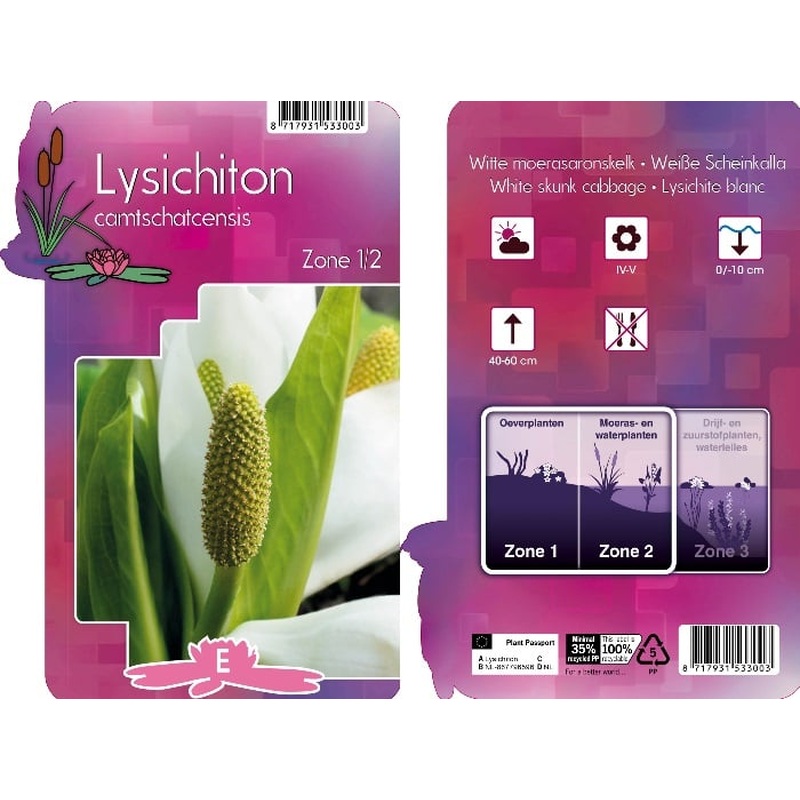 Lysichiton camtschatcensis  P9
