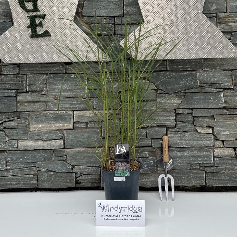 Miscanthus Ferner Osten