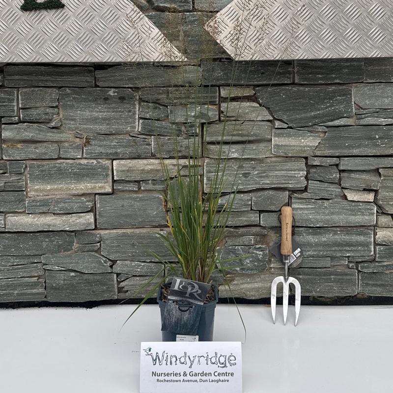 Molinia Banshee V2 42cm