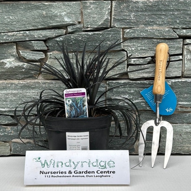 Ophiopogon plan. Nigrescens  2ltr Pot