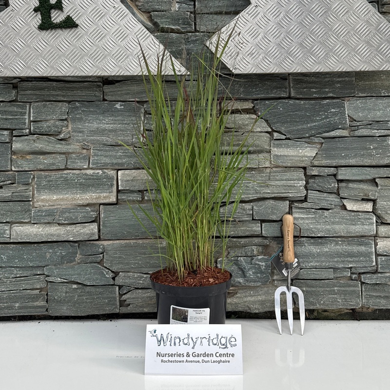 PANICUM virg. Sangria