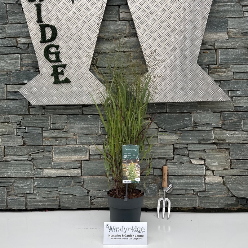 Panicum virgatum Heavy Metal