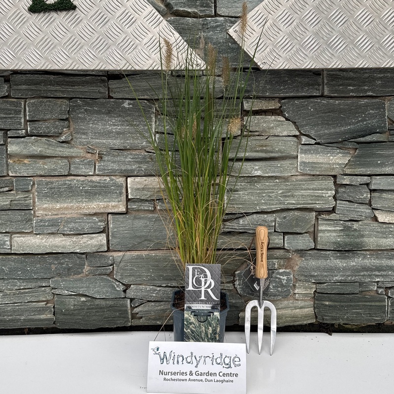 Pennisetum alopec. Hameln