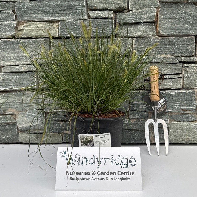 PENNISETUM Little Bunny