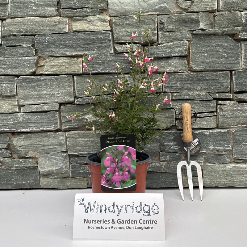 SALVIA micro.Delice Rose Lilac  3L