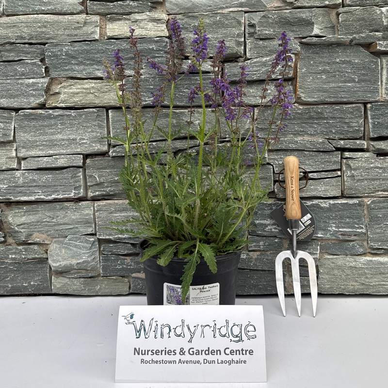 SALVIA spp. Feathers Peacock