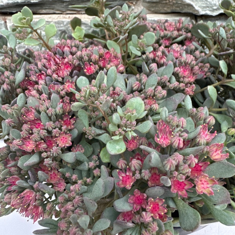 Sedum Coca Cola