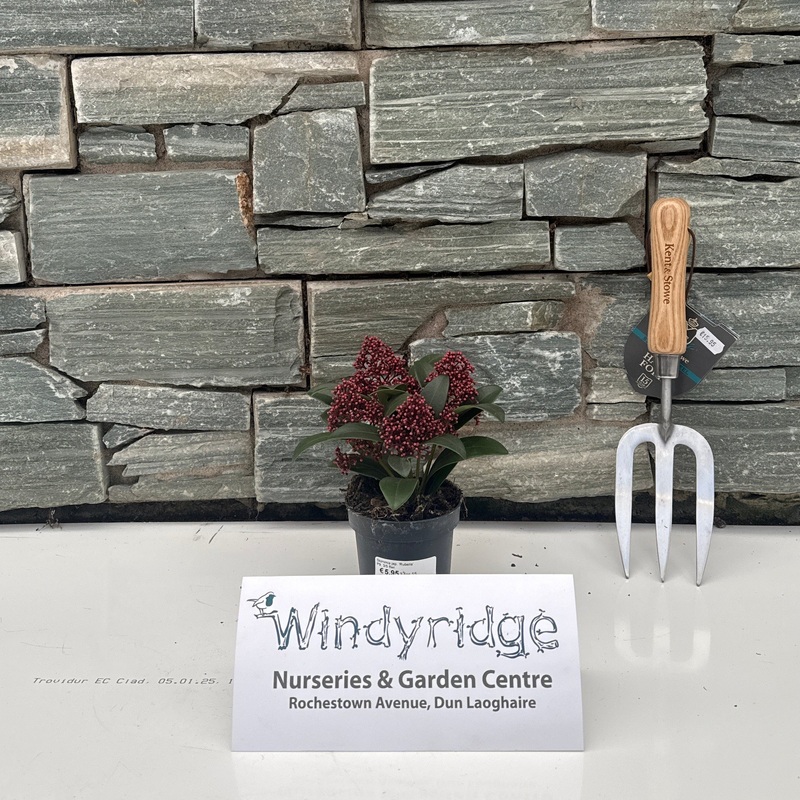 Skimmia jap. Rubella  P9, 3 to 5 flwr.