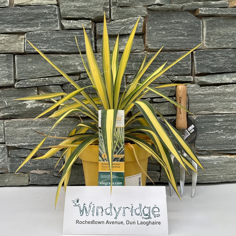 Yucca filamentosa Color Guard