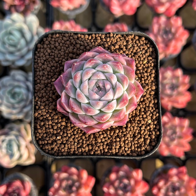 Echeveria 'Pink Bravo' 2" Succulent Plant Cutting