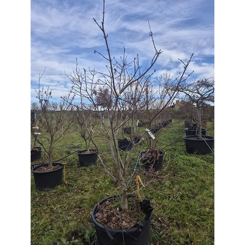 Acer Japonicum 'Aconitifolium' 70cm Pot 240cm Height Outdoor Tree