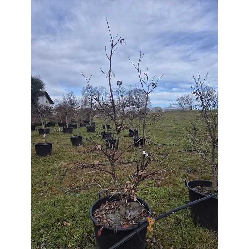 Acer Palmatum 'Bloodgood' 58cm Pot 210cm Height Outdoor Tree