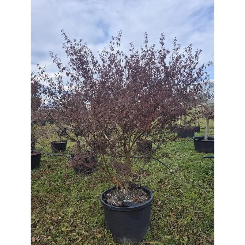 Acer Palmatum 'Seiryu' 68cm Pot 260cm Height Outdoor Tree