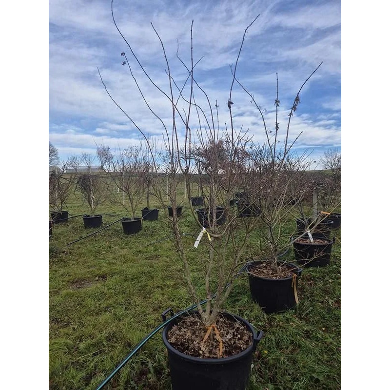 Acer Palmatum 'Summer Gold' 65cm Pot 200cm Height Outdoor Tree