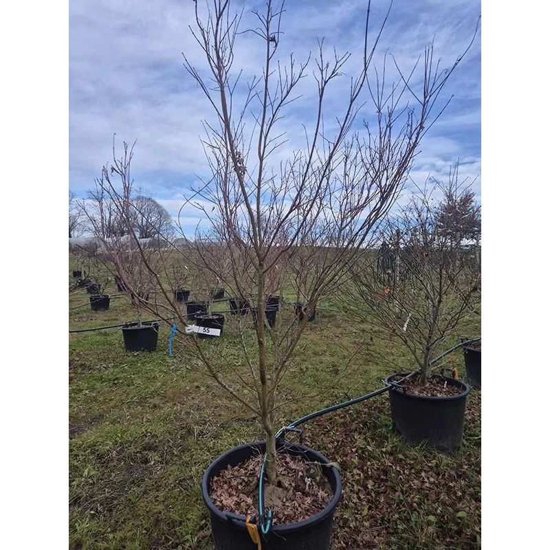 Acer Palmatum 'Asahi Zuru' 64cm Pot 270cm Height Outdoor Tree