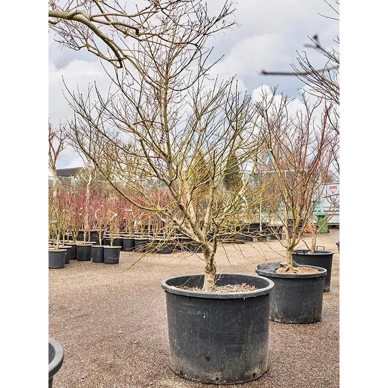 Acer Palmatum 'Atropurpureum' 80cm Pot 240cm Height Outdoor Tree