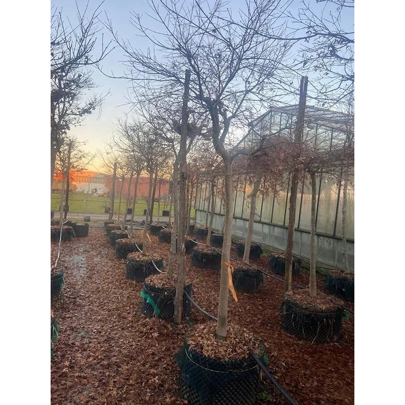 Acer Palmatum 'De Shojo' (300-350) 70cm Pot 325cm Height Outdoor Tree