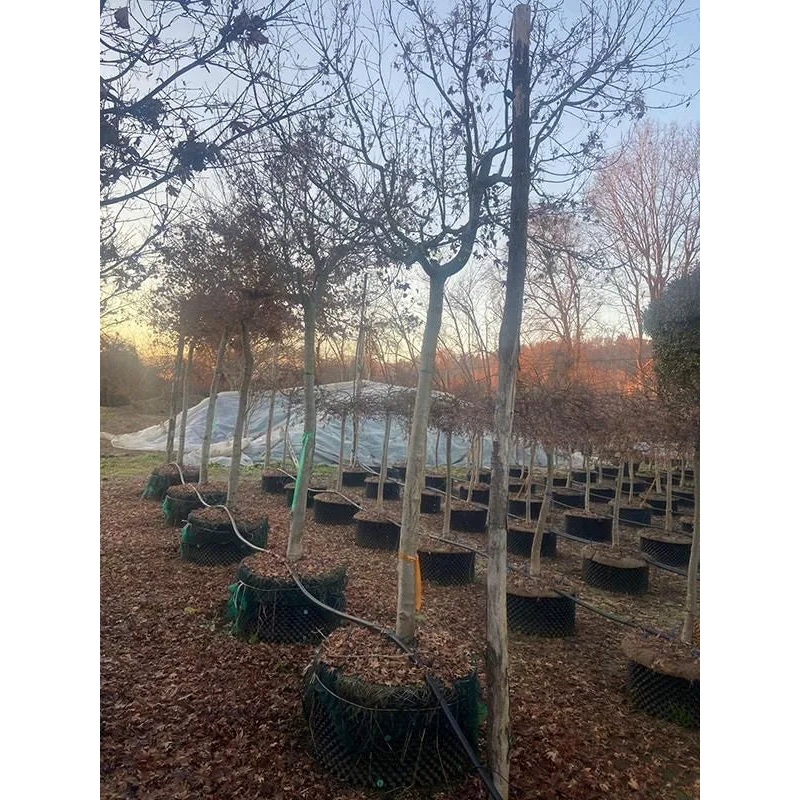 Acer Palmatum 'Green' 80cm Pot 375cm Height Outdoor Tree