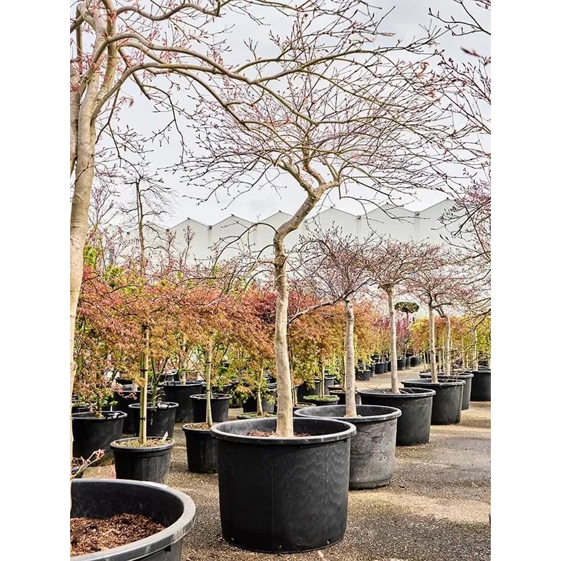 Acer Palmatum 'Inaba-shidare' 80cm Pot 250cm Height Outdoor Tree