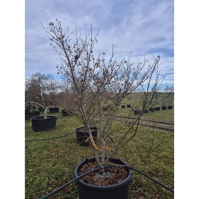 Acer Palmatum 'Kogane Nishiki' 80cm Pot 270cm Height Outdoor Tree