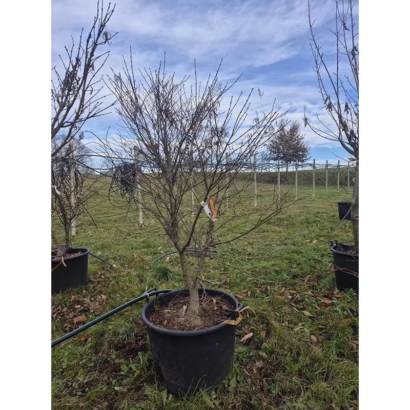 Acer Palmatum 'Linearilobum' 62cm Pot 210cm Height Outdoor Tree