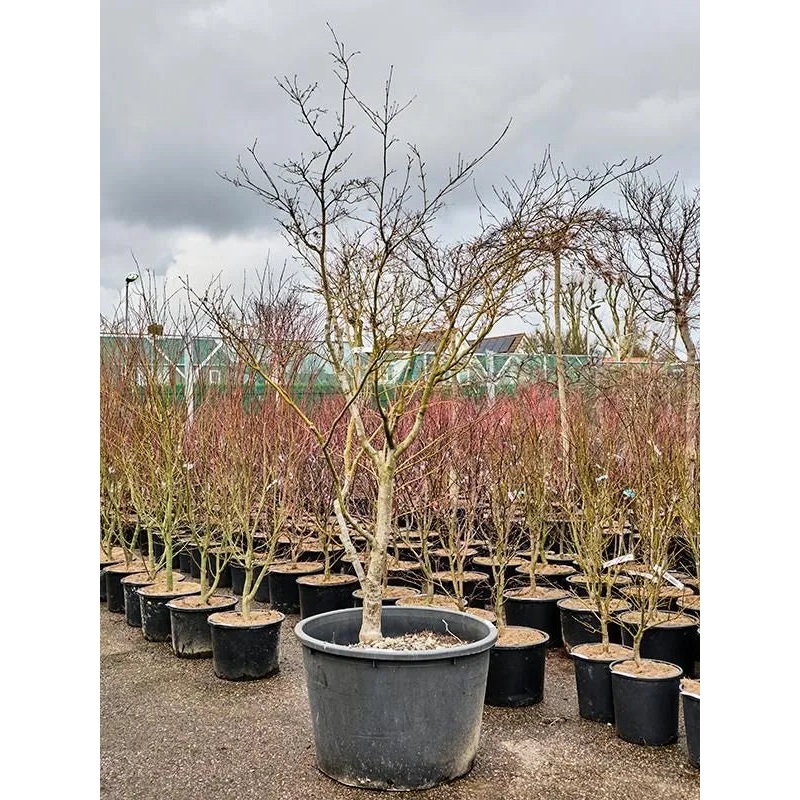 Acer Palmatum 'Linearilobum' 85cm Pot 300cm Height Outdoor Tree