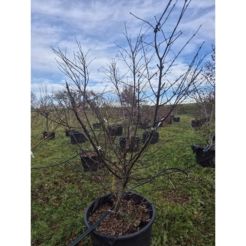 Acer Palmatum 'Osakazuki' 70cm Pot 210cm Height Outdoor Tree