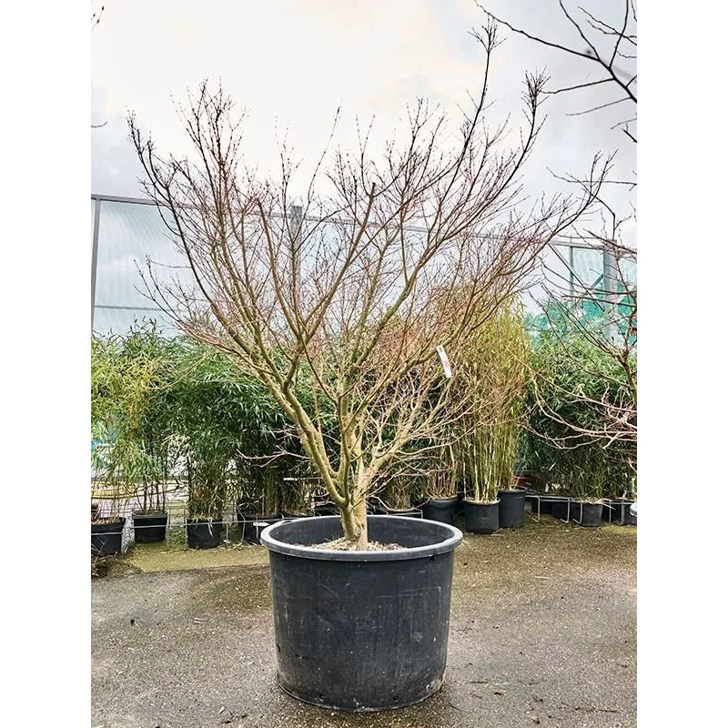 Acer Palmatum 'Polymorphum' 80cm Pot 230cm Height Outdoor Tree