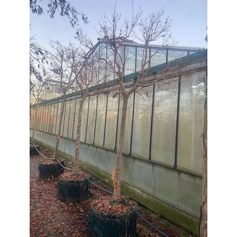 Acer Palmatum 'Sangokaku' (330-380) 70cm Pot 350cm Height Outdoor Tree