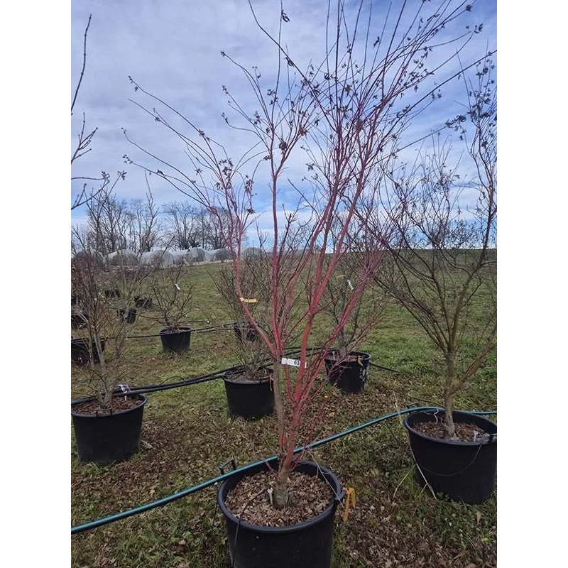 Acer Palmatum 'Sangokaku' 60cm Pot 300cm Height Outdoor Tree