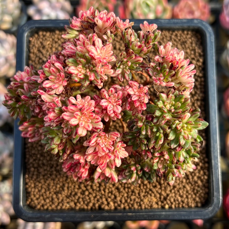 Aeonium Sedifolium Variegated 3" Succulent Plant Cutting