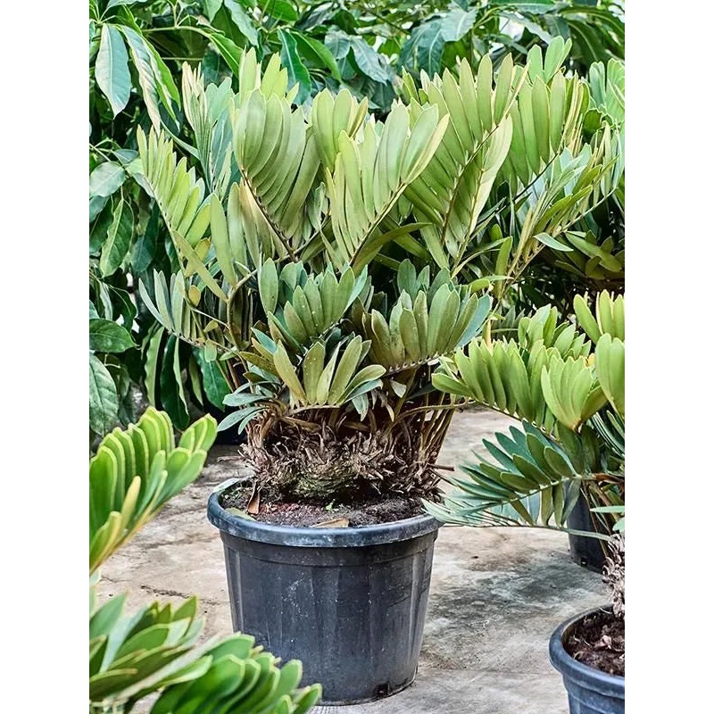 Zamia furfuracea 45cm Pot 135cm Height Outdoor Tree