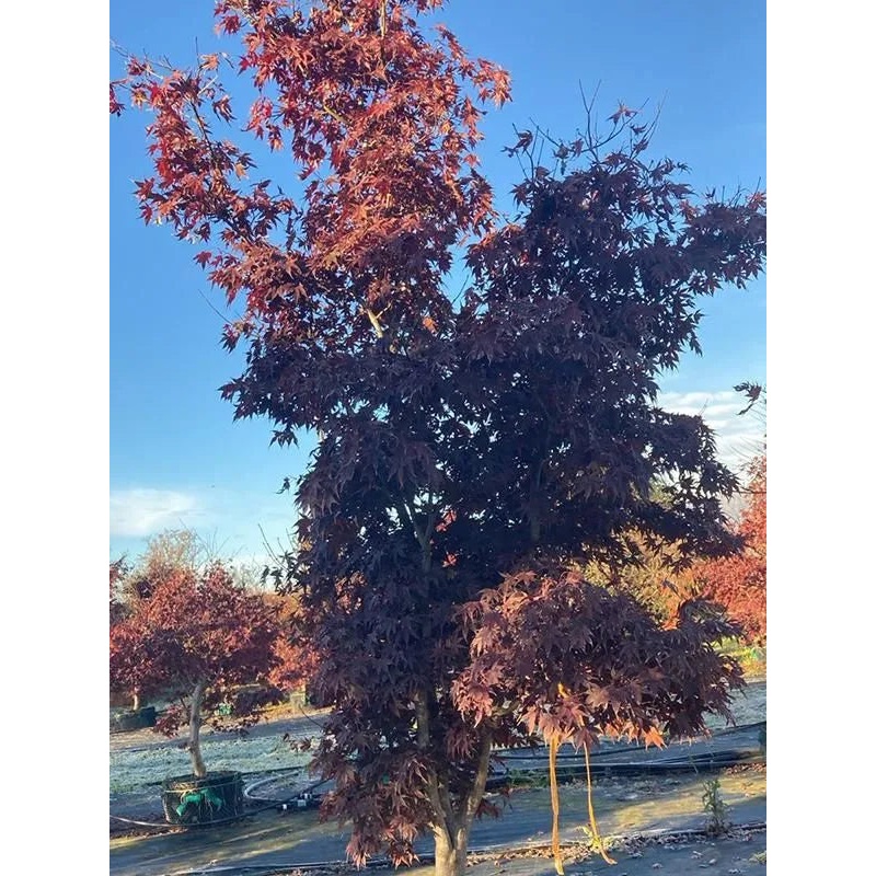 Acer Palmatum 'Bloodgood' 120cm Pot 450cm Height Outdoor Tree