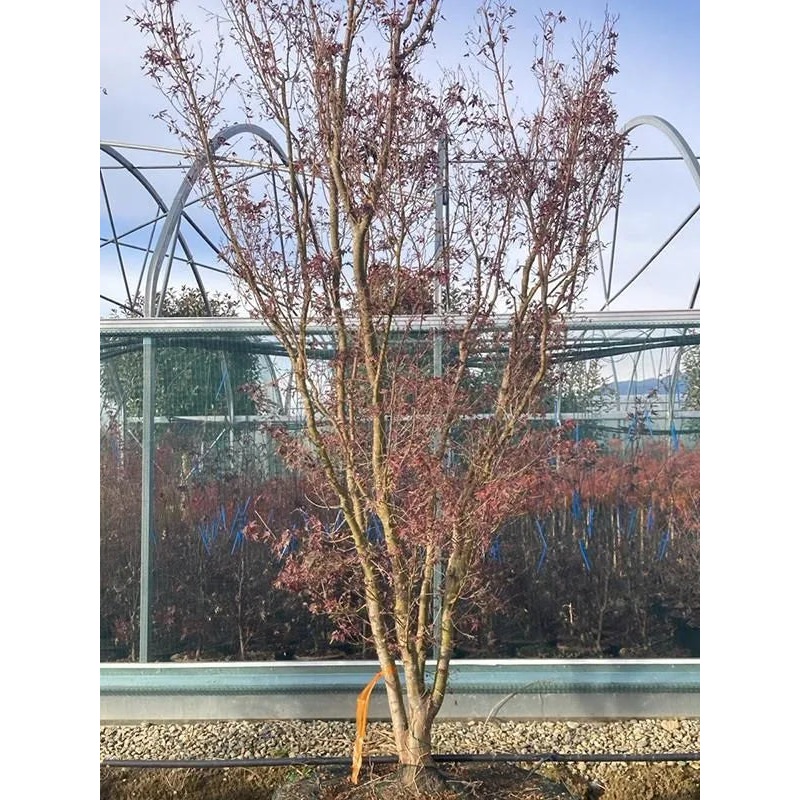 Acer Palmatum 'Butterfly' 92cm Pot 400cm Height Outdoor Tree