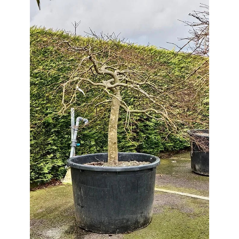 Acer Palmatum 'Crimson Queen' 100cm Pot 220cm Height Outdoor Tree