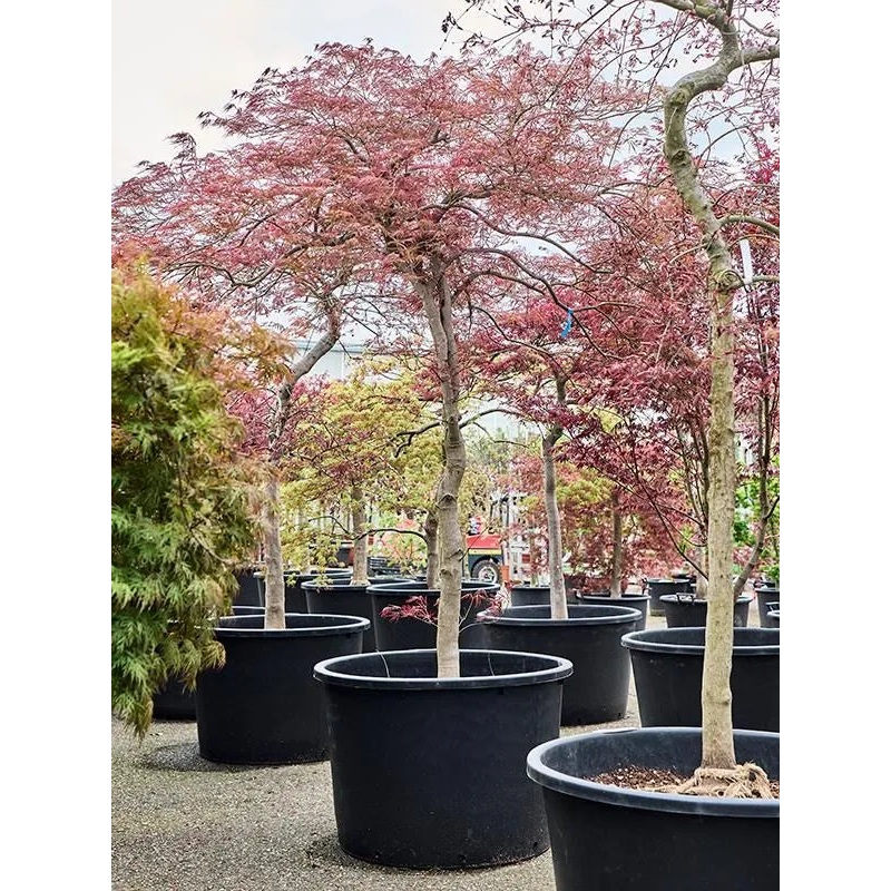 Acer Palmatum diss 'Ornatum' 80cm Pot 250cm Height Outdoor Tree