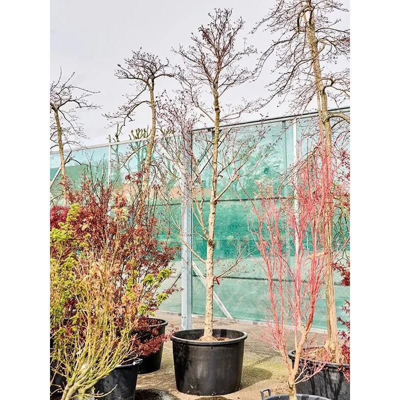 Acer Palmatum 'Fire Glow' 85cm Pot 400cm Height Outdoor Tree