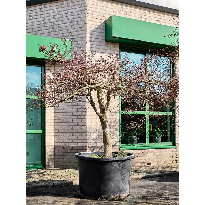 Acer Palmatum 'Garnet' 100cm Pot 250cm Height Outdoor Tree
