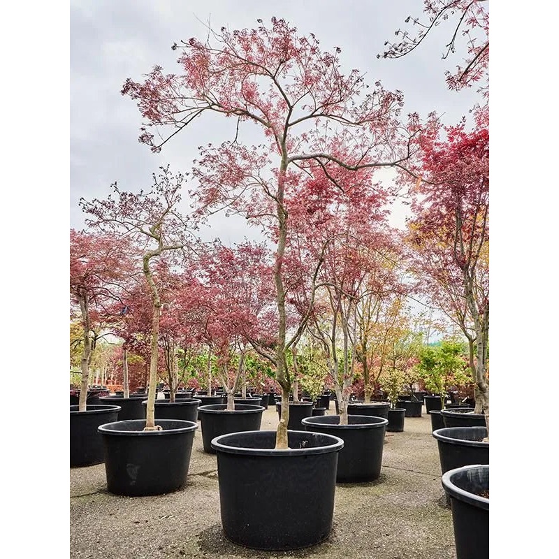 Acer Palmatum 'Garnet' 80cm Pot 280cm Height Outdoor Tree