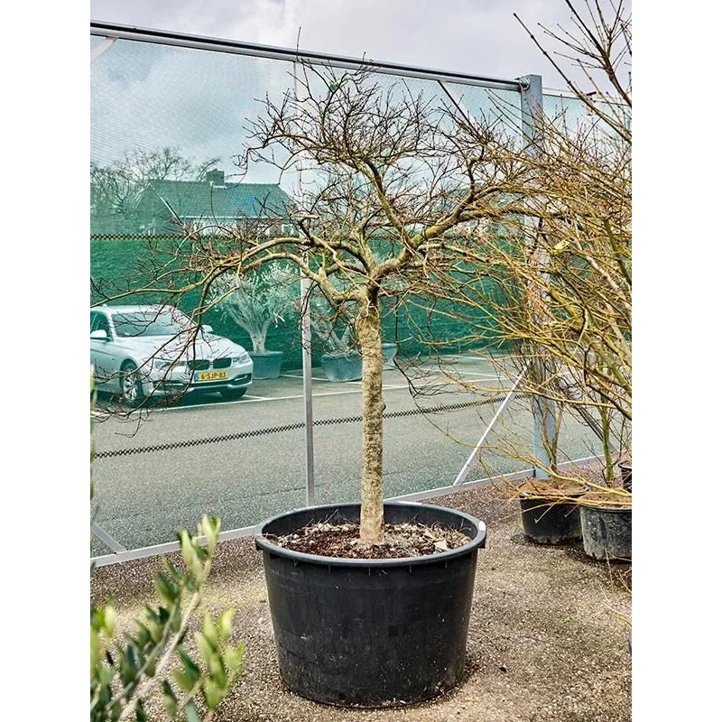 Acer Palmatum  'Garnet' 96cm Pot 250cm Height Outdoor Tree