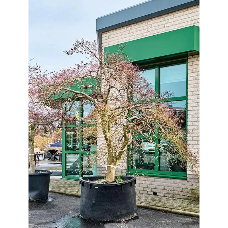 Acer Palmatum 'Garnet-Green Lace' 130cm Pot 300cm Height Outdoor Tree