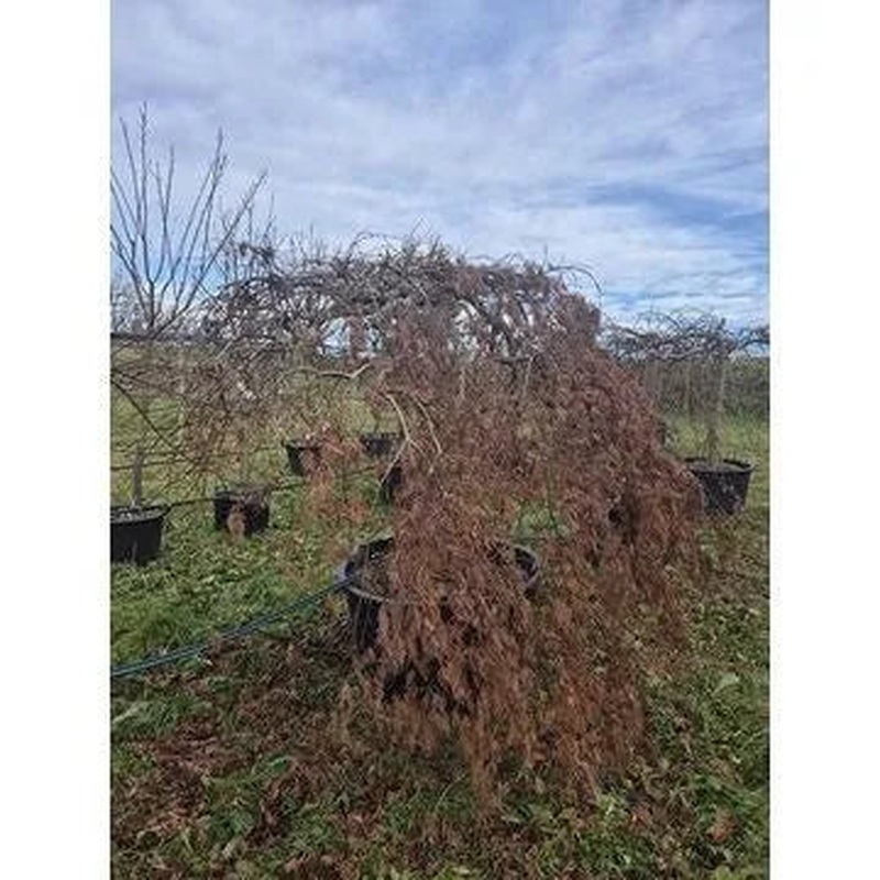 Acer Palmatum 'Green Lace' 92cm Pot 200cm Height Outdoor Tree