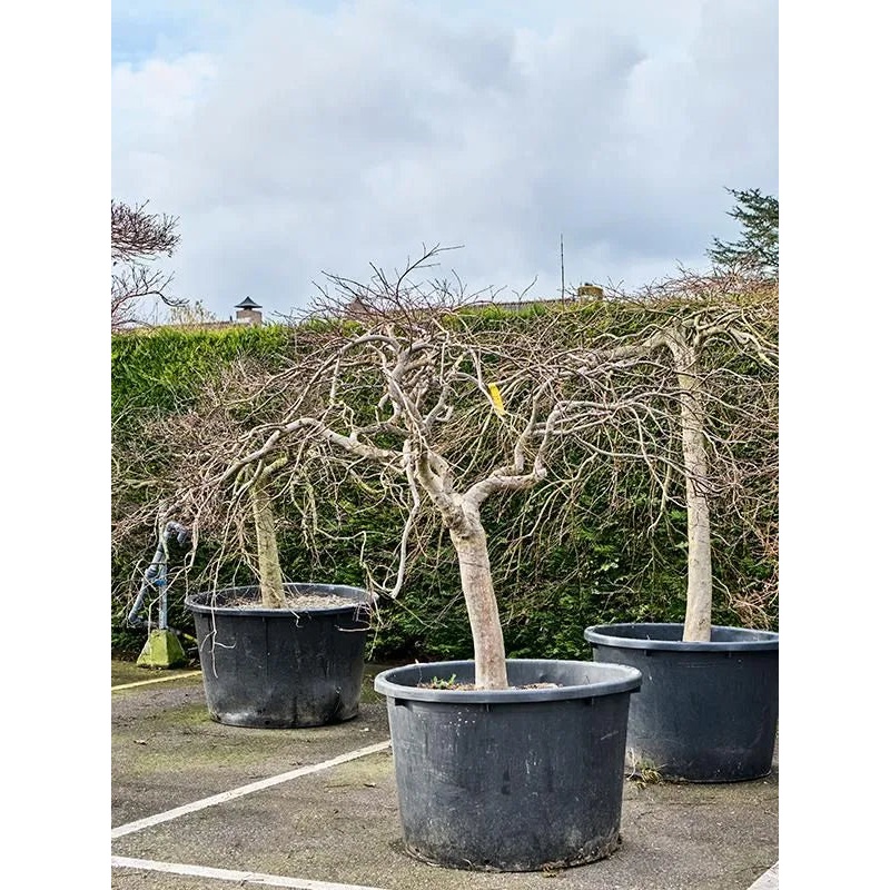 Acer Palmatum 'Inaba-shidare' 100cm Pot 240cm Height Outdoor Tree